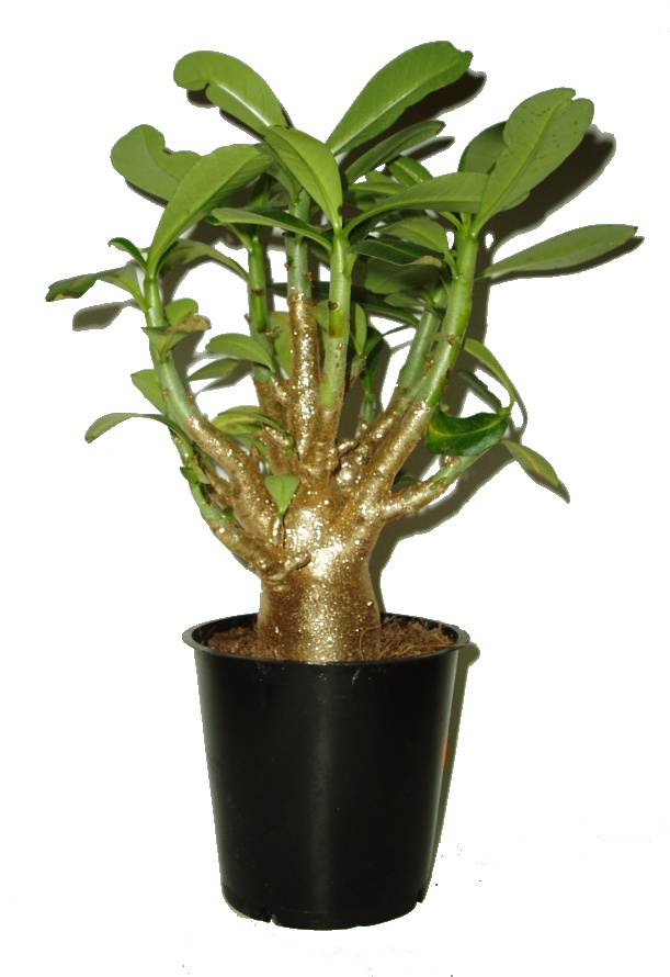 Adenium pouštní růže silný kmen BAOBAB