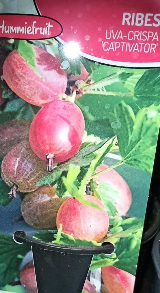 Angrešt červený - Uva crispa rote