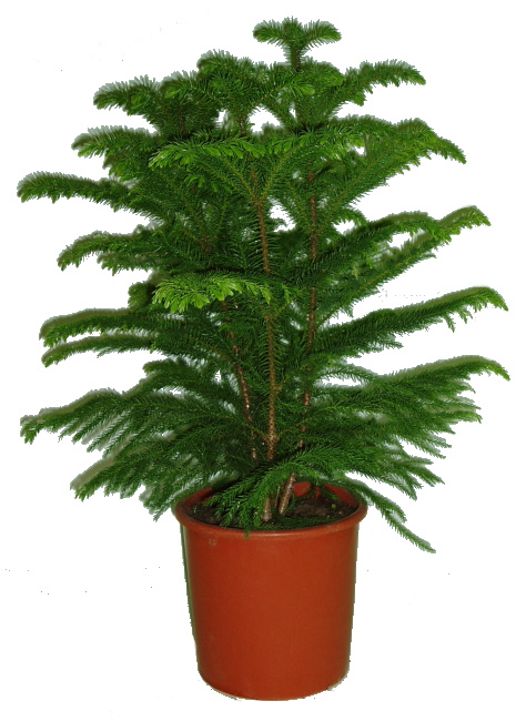 Araucaria heterophylla - Blahočet ztepilý araucaria heterophylla