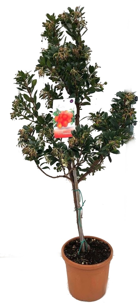 Arbutus Unedo velký strom 170 cm