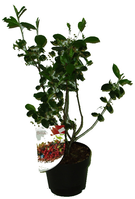 Aronia - černoplodec - arbutifolia brilliant - černý jeřáb