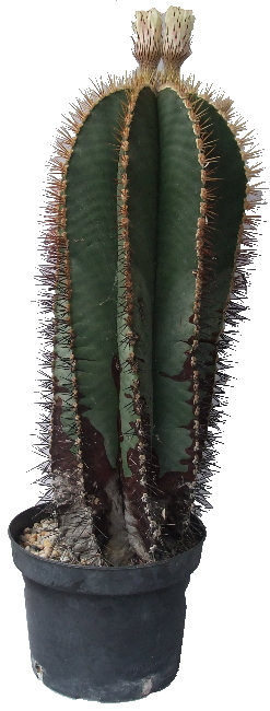 Astrophytum Ornatum 55 let