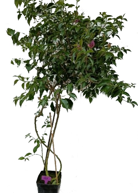 Bougainvillea glabra - obří strom - nezasíláme - pouze na prodejně