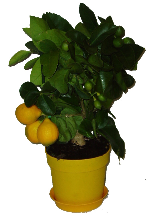Citroník roubovaný - Lemon - plodí většinu roku 2.jakost