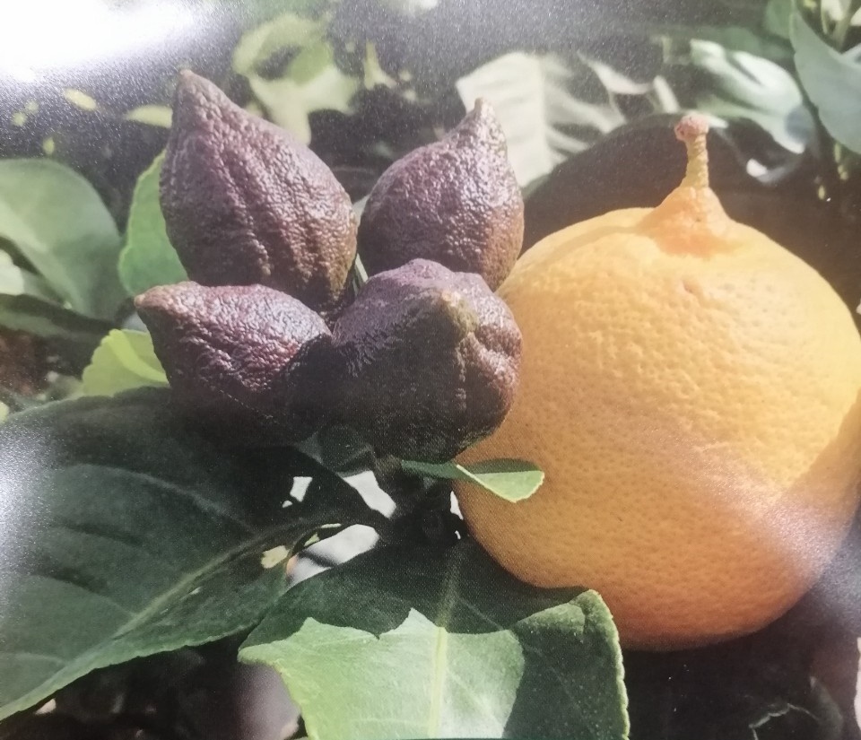 Citrónovník Lemon Carrubaro - RARITA