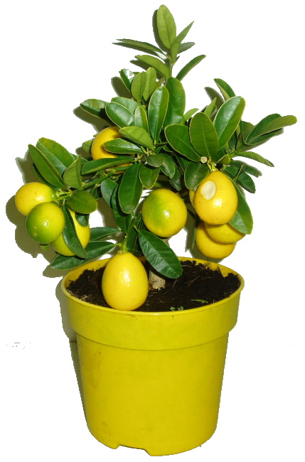 Citronovník Limonela 