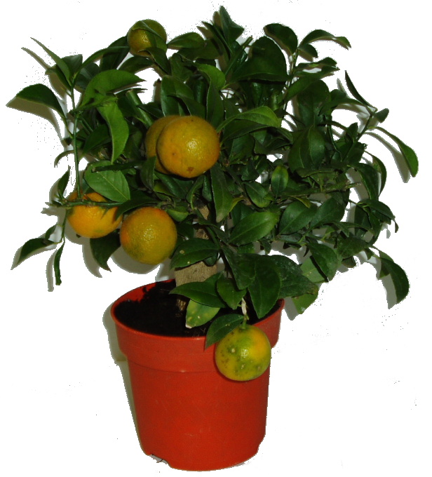 Citronovník Rangpur - Kantonský citroník 2.jakost