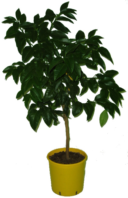 Citrus Bergamot Bergamotte 2.jakost