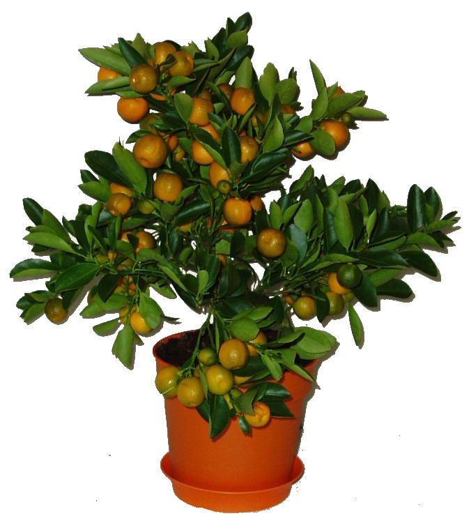 Citrus Calamondin mandarinkovník velký keř 2. jakost