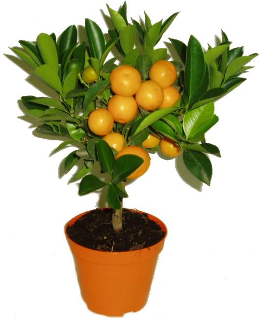 Calamondin - mandarinkový stromek sleva 30%