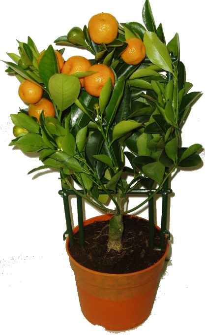 Citrus Calamondin - mandarinkový stromek