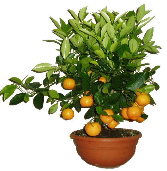 Citrus Calamondin v bonsajové misce