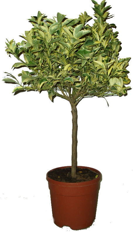 Citrus calamondin variegata
