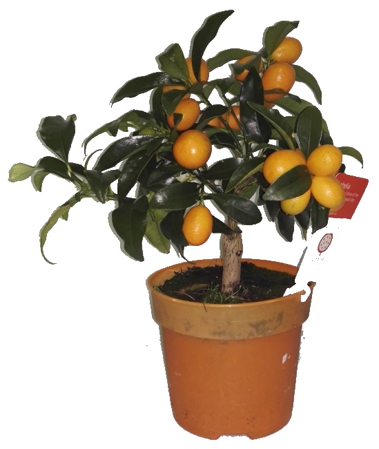Citrus na kmínku Kumquat obovata
