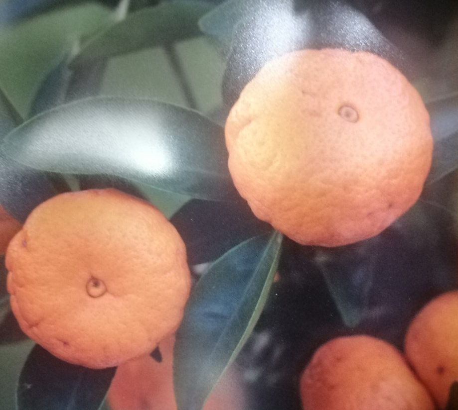 Citrus střední Mandarino cleopatra 2.jakost