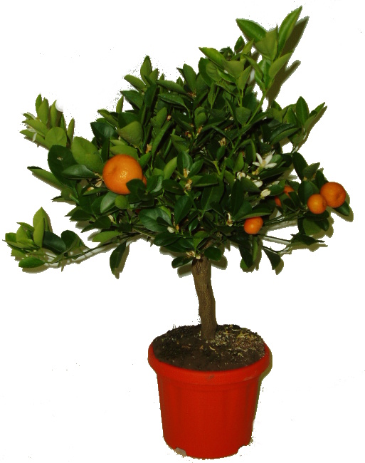 Citrusy Calamondin mandarinkový stromek 2.jakost