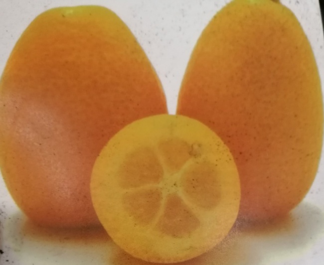 Clementina s kumquátem Kucle RARITA