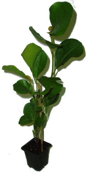 Cocoloba uvifera