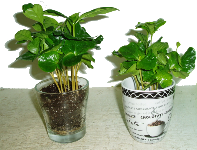 Coffea arabica - Kávovník - ve skle/v hrnku