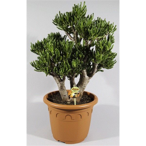 Crasulla velký stromokeř arborescens tlustice curly