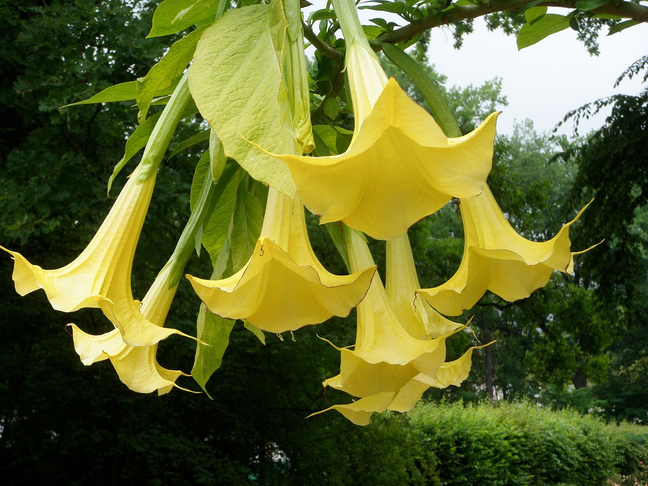 Datura panašovaná velký strom 140 cm - nezasíláme - pouze na prodejně