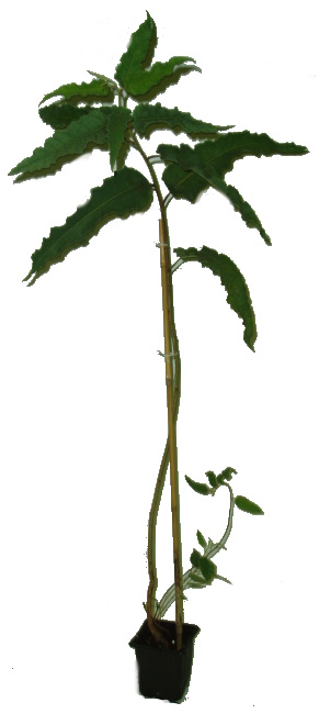 Eukalyptus citronový - Eucalyptus citriodora