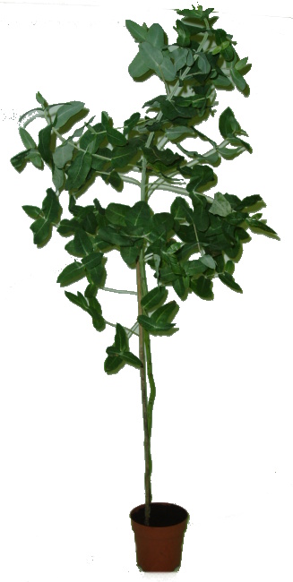 Eukalyptus - Eucalyptus Globulus