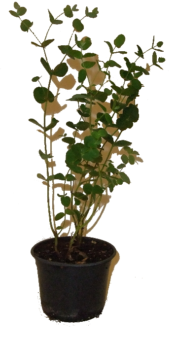 Eukalyptus pulverule 