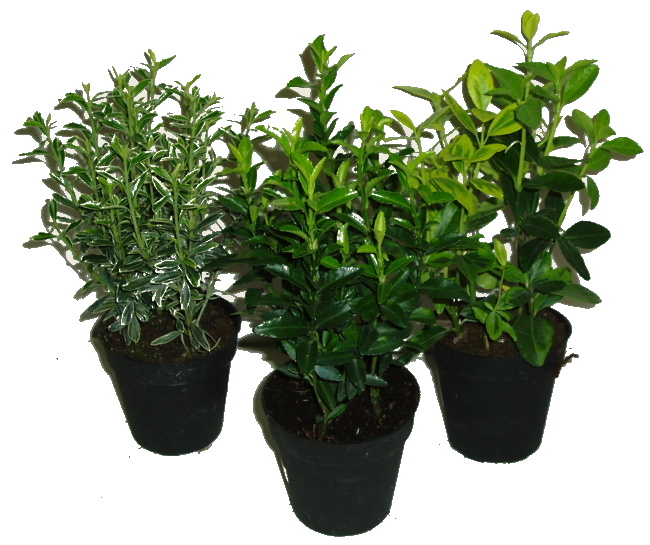 Euonymus mix