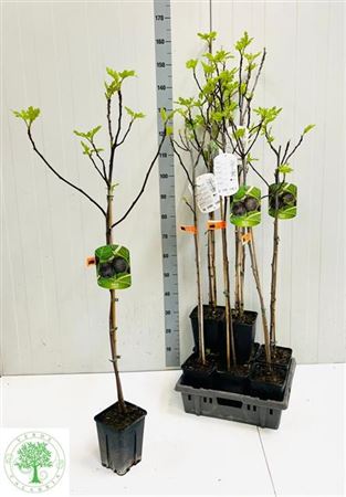 Ficus carica Fíkovník smokvoň velký 150 cm