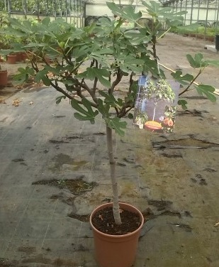 Fíkovník - Ficus bornholm - rozvětvený 100 cm