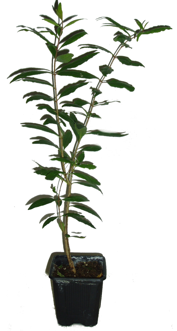Granátovník jablko rozvětvený keřík vysoký 45 cm - nezasíláme - pouze na prodejně