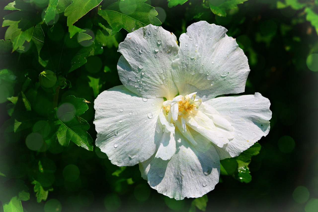 Ibišek Hibiscus bílý mrazuvzdorný - nezasíláme - pouze na prodejně