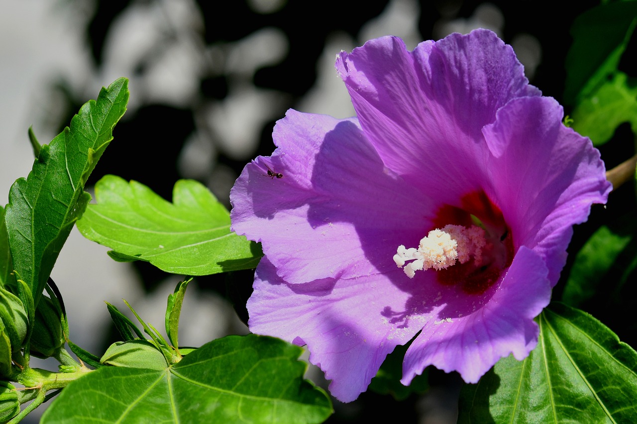 Ibišek Hibiscus fialový plný mrazuvzdorný - nezasíláme - pouze na prodejně