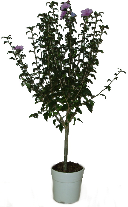 Ibišek Hibiscus syriacus bílý květ červený vnitřek