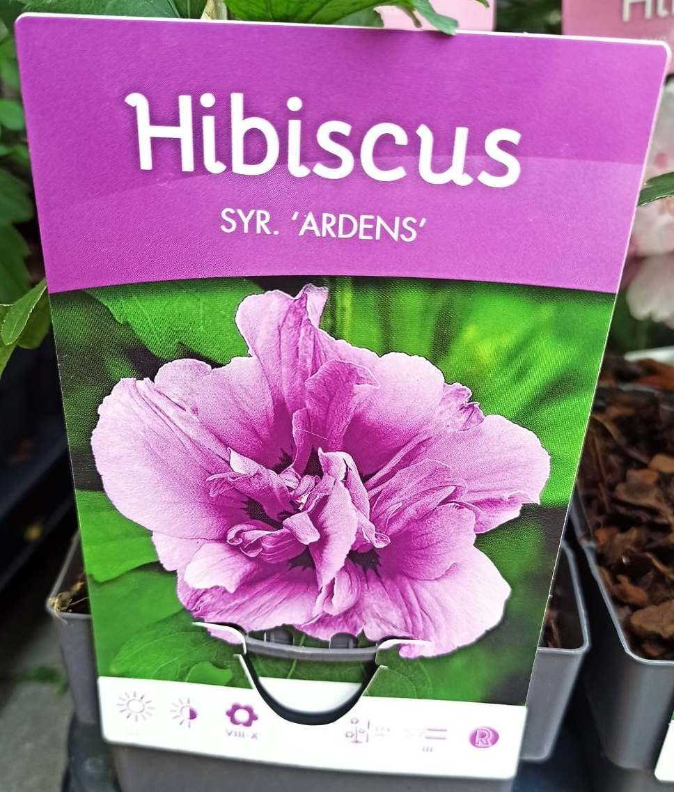 Ibišek Hibiscus Syriacus mrazuvzdorný Ardens