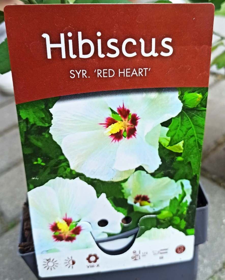 Australský ibišek - Alyogyne huegelii Delightfully
