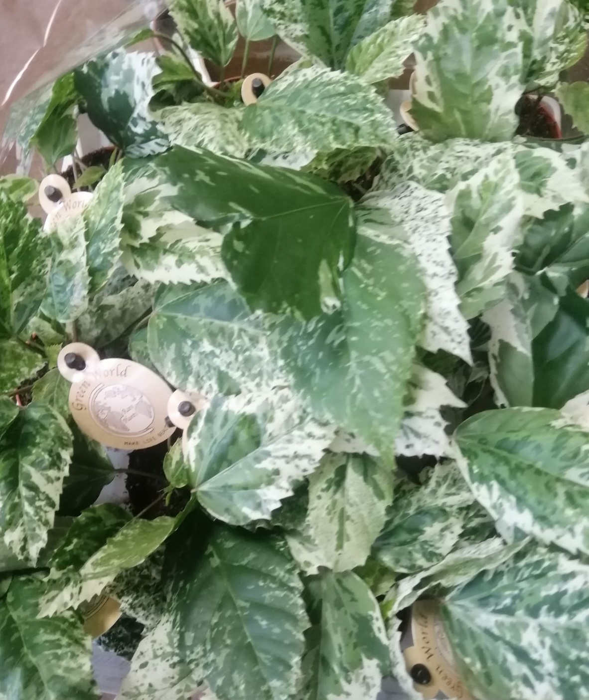 Ibišek Hibiscus variegata panašovaný Lea