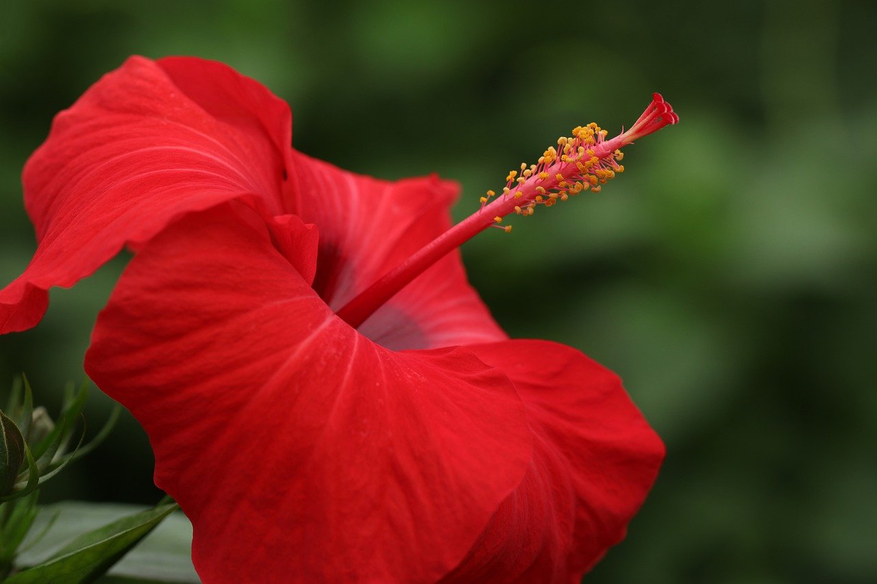 Ibišek Hibiscus vínový plný mrazuvzdorný - nezasíláme - pouze na prodejně