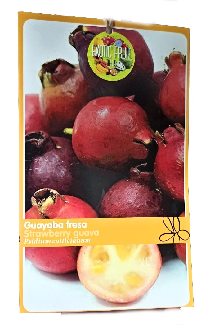 Jahodový stromek psidium cattleianum