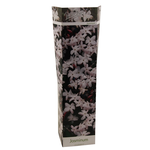 Jasmín pravý - Jasminum sambac - officinale