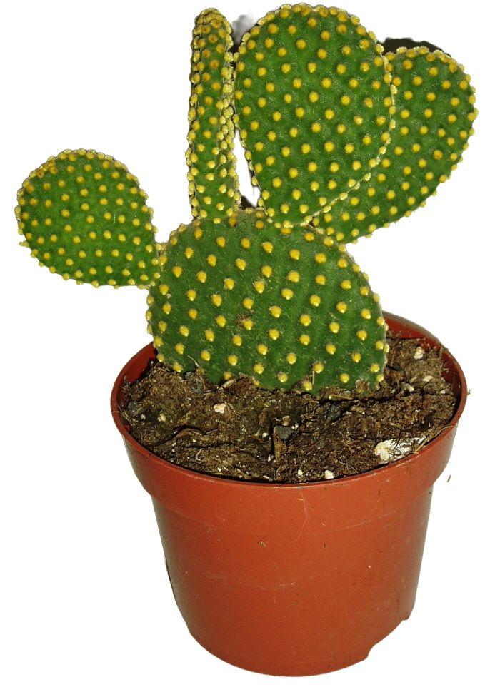 Kaktus Opuncie 064