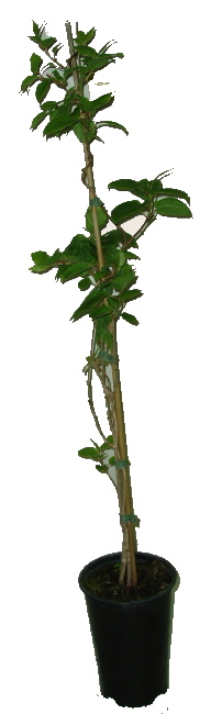 Kiwi arguta bonanza