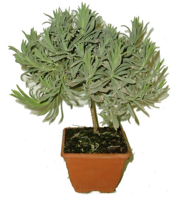 Levandule lékařská na kmínku LAVANDA OFFICINALIS