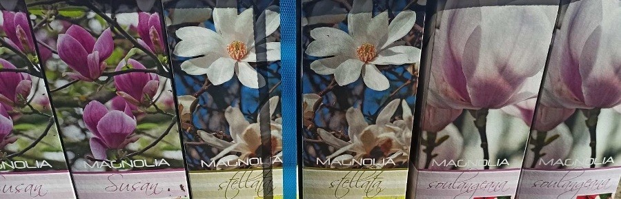 Magnolie Soulangeana růžová