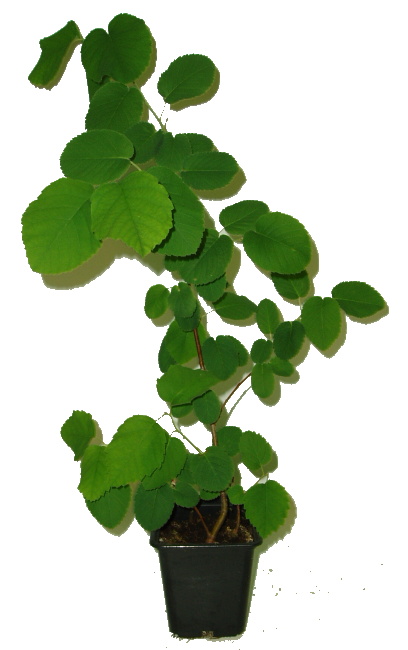 Muchovník olšolistý - Amelanchier 