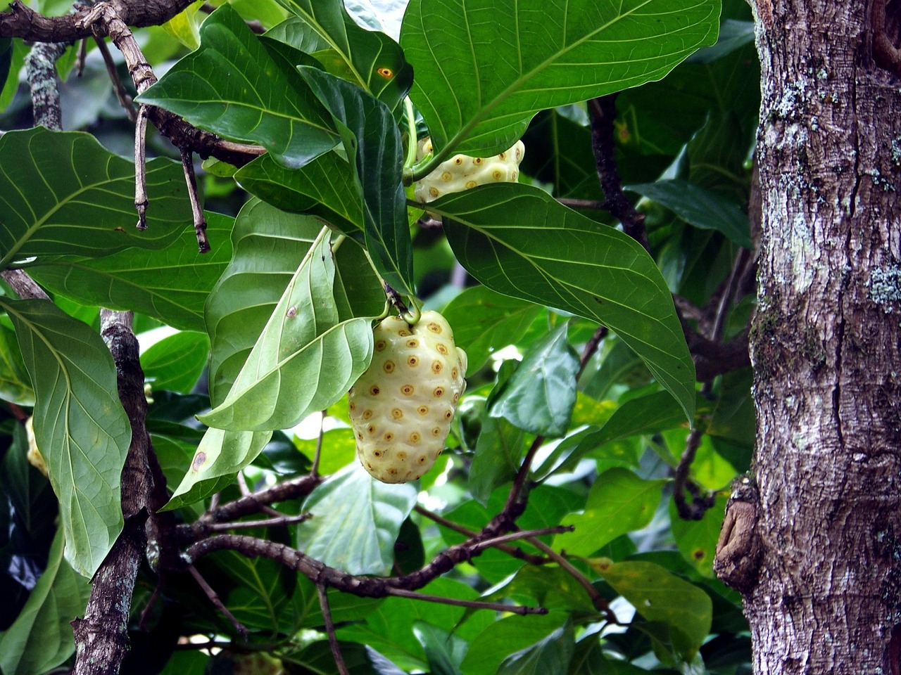 Noni - Morinda citrifolia RARITA  - nezasíláme - pouze na prodejně