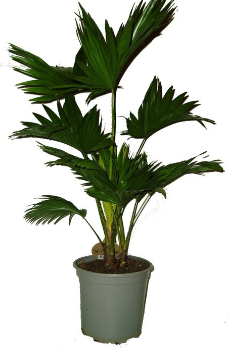 Livistona palma livistona rotundifolia 2392 3430 3282