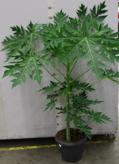 Papája - Papaya carica 210 cm POUZE OSOBNÍ ODBĚR