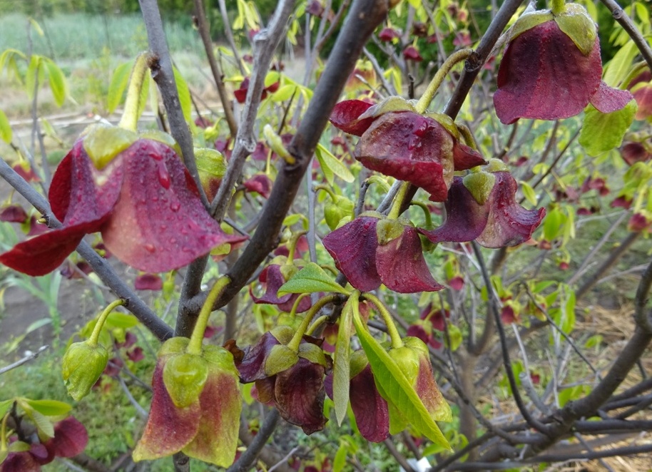 Pawpaw - Asimina triloba - Allegheny